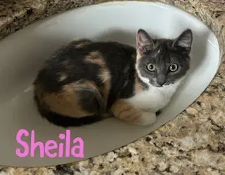 Sheila thumbnail 2