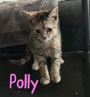 Polly - Photo 2