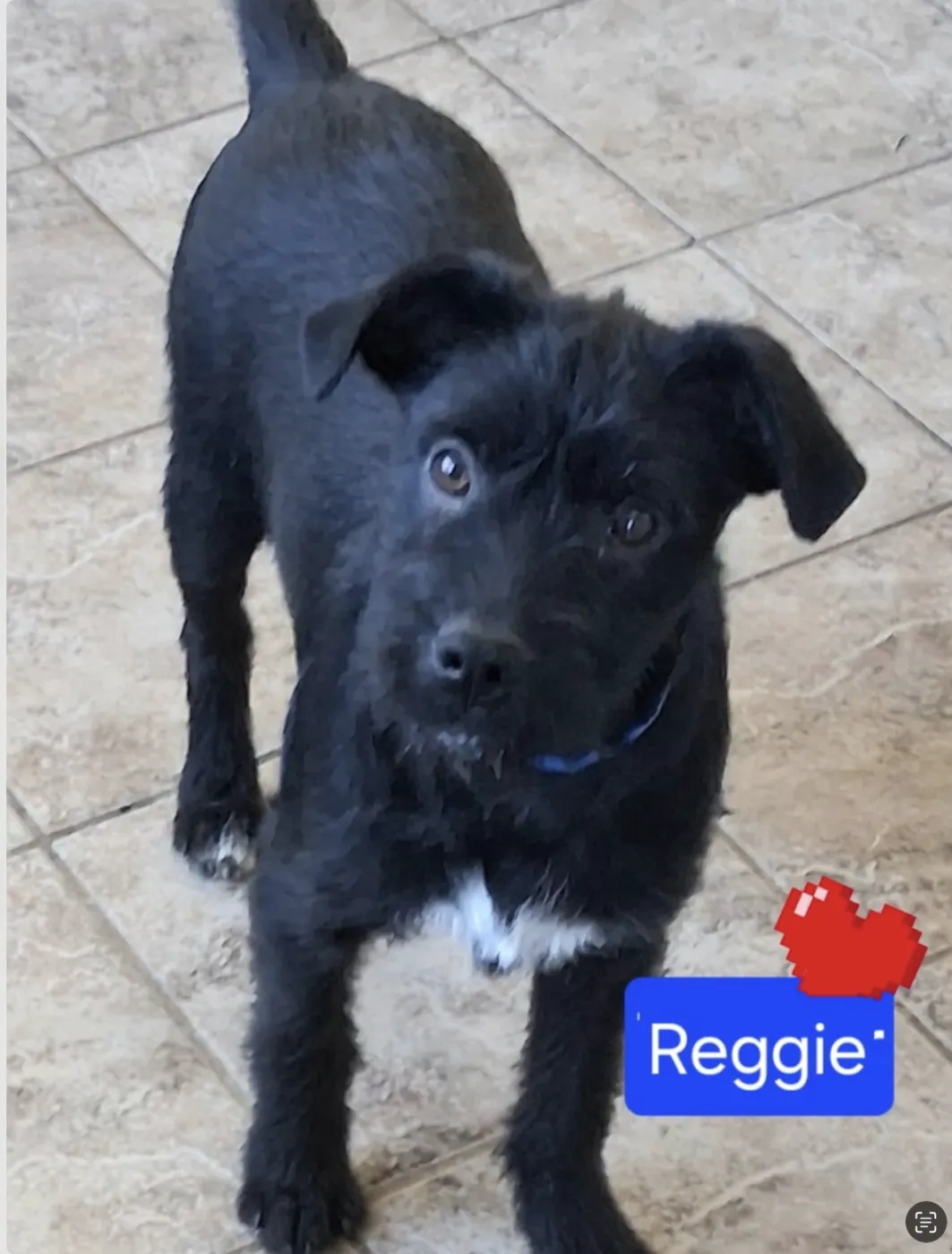 Reggie - Photo 1