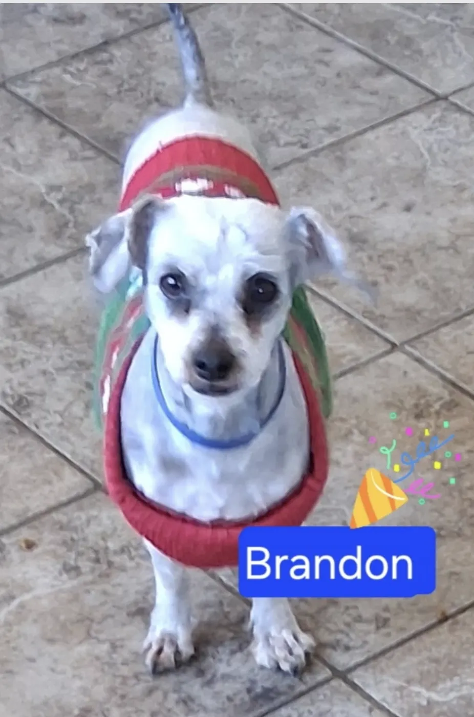Brandon - Photo 1