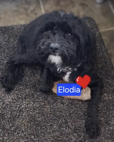 Elodie