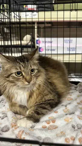 Honeysuckle thumbnail 2