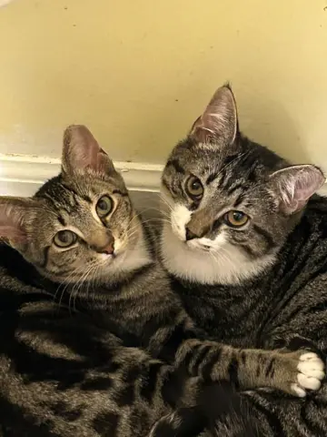 Voltaire thumbnail 2