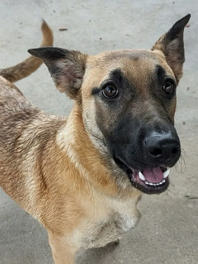 Belle Star - Photo 1