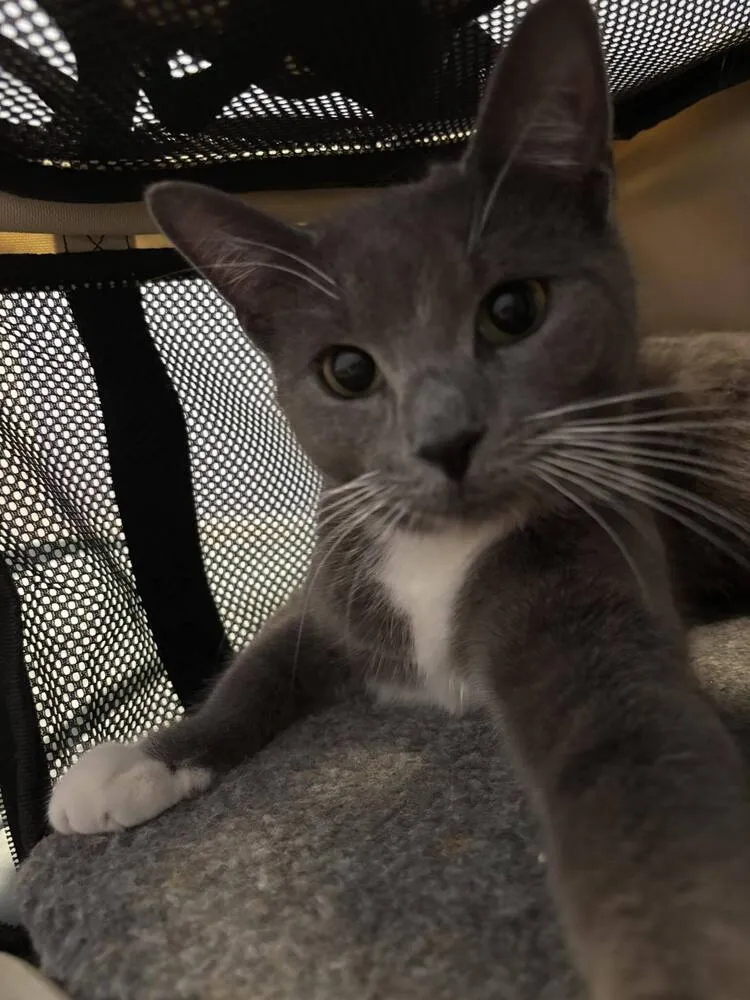 Principessa - Photo 1