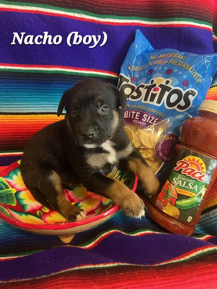 Nacho - Photo 1