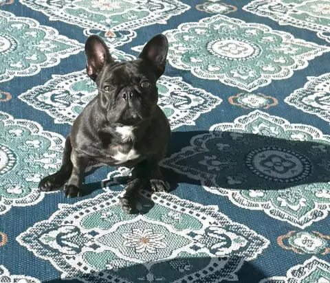 Daisy Mae thumbnail 2