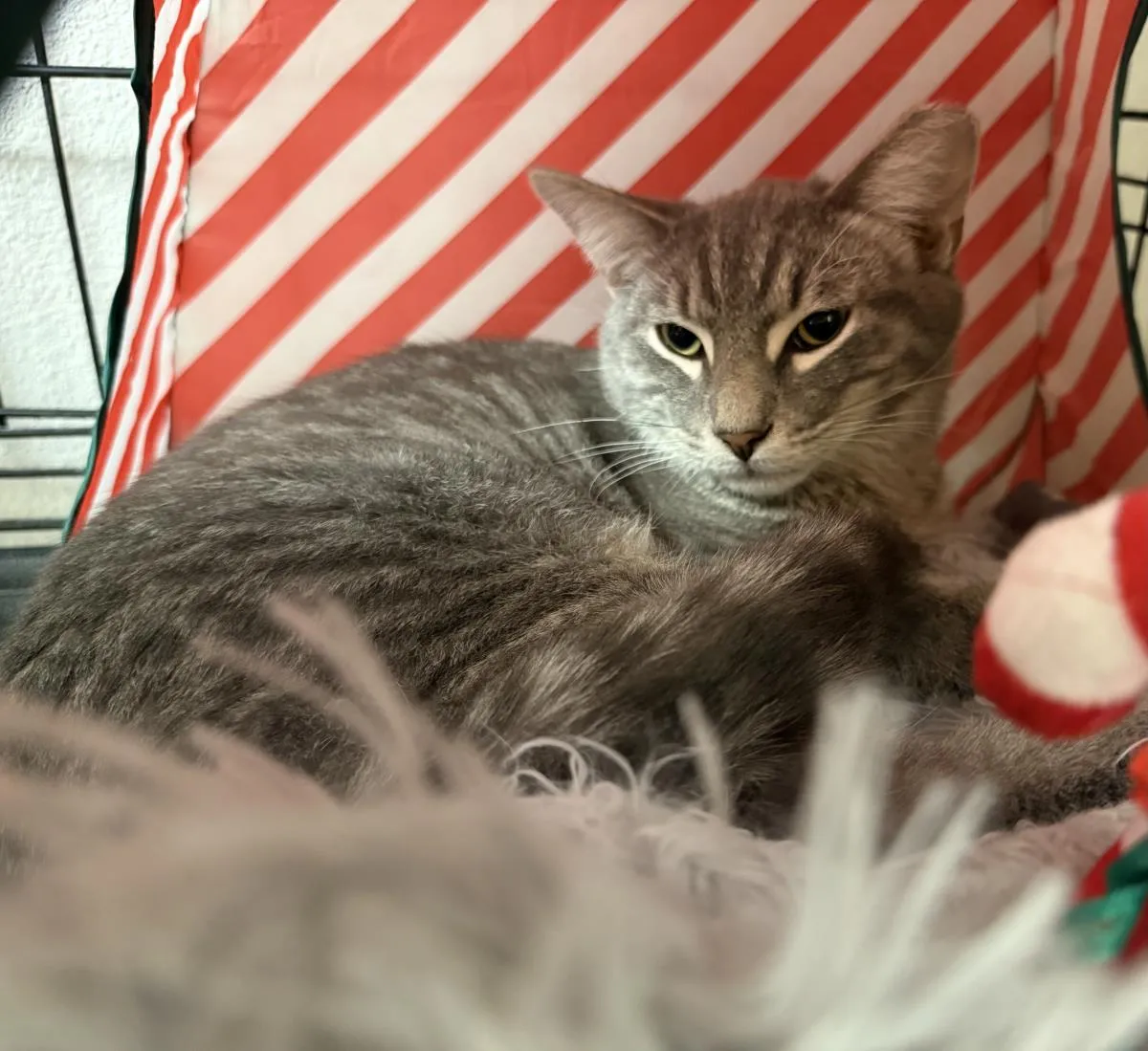 Velvet Hart - Photo 1