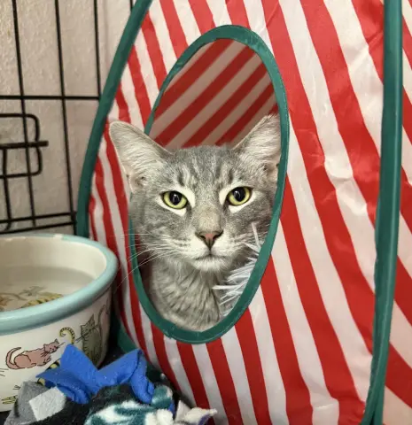 Velvet Hart thumbnail 2