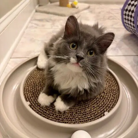 Tom Dooley thumbnail 2