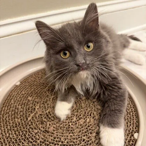 Aunt Rhody - Photo 1