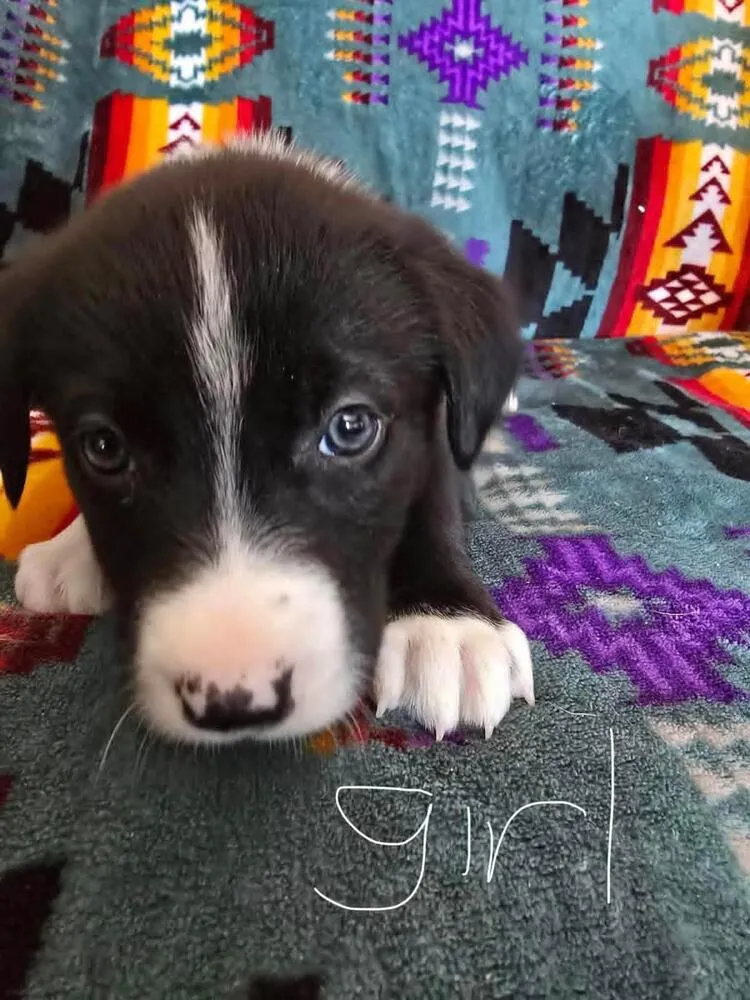 Honey Mustard - Photo 1