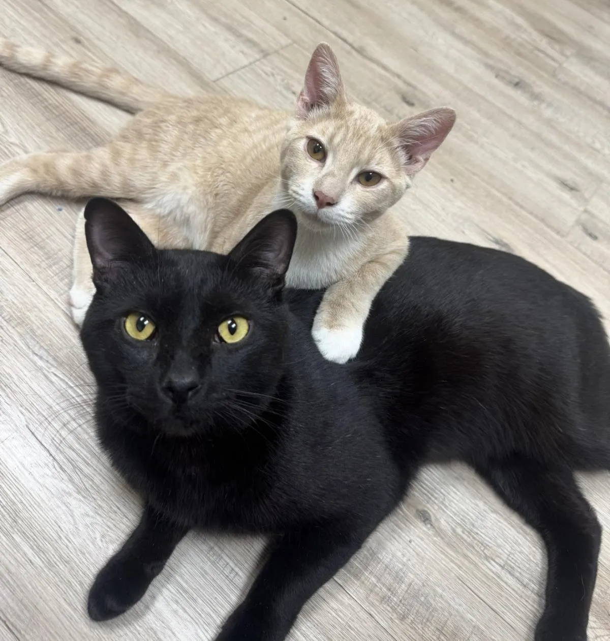 Gomez Adams - Photo 1