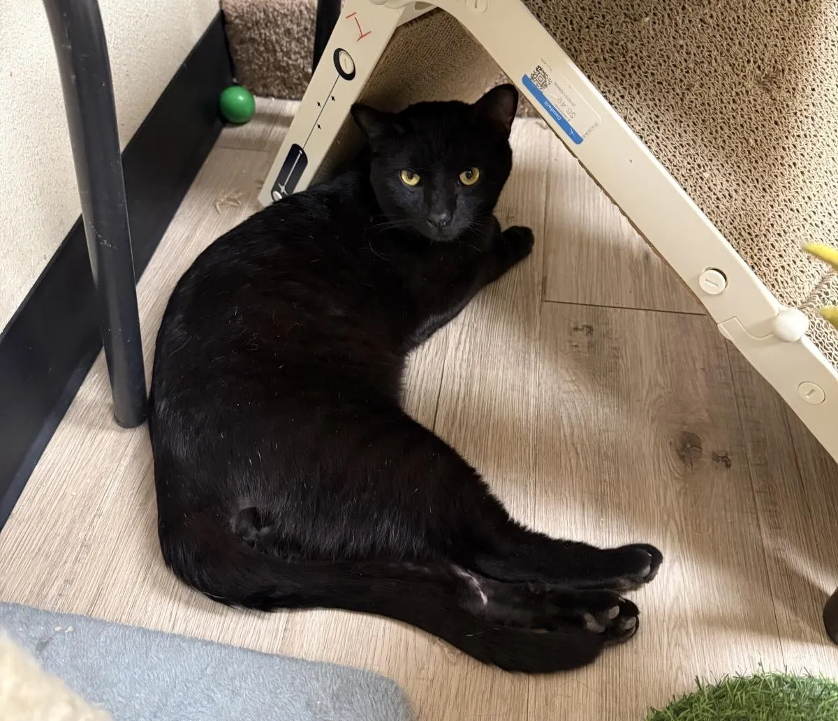 Gomez Adams - Photo 2