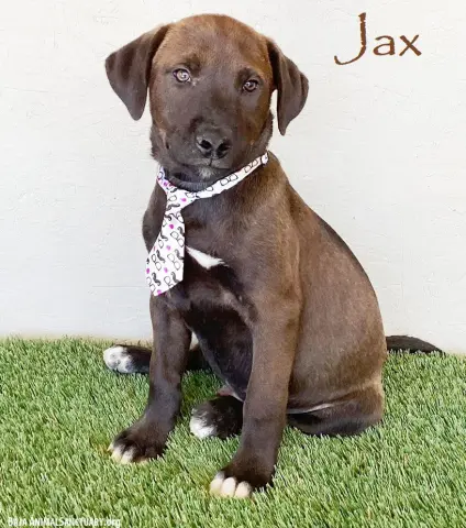 Jax