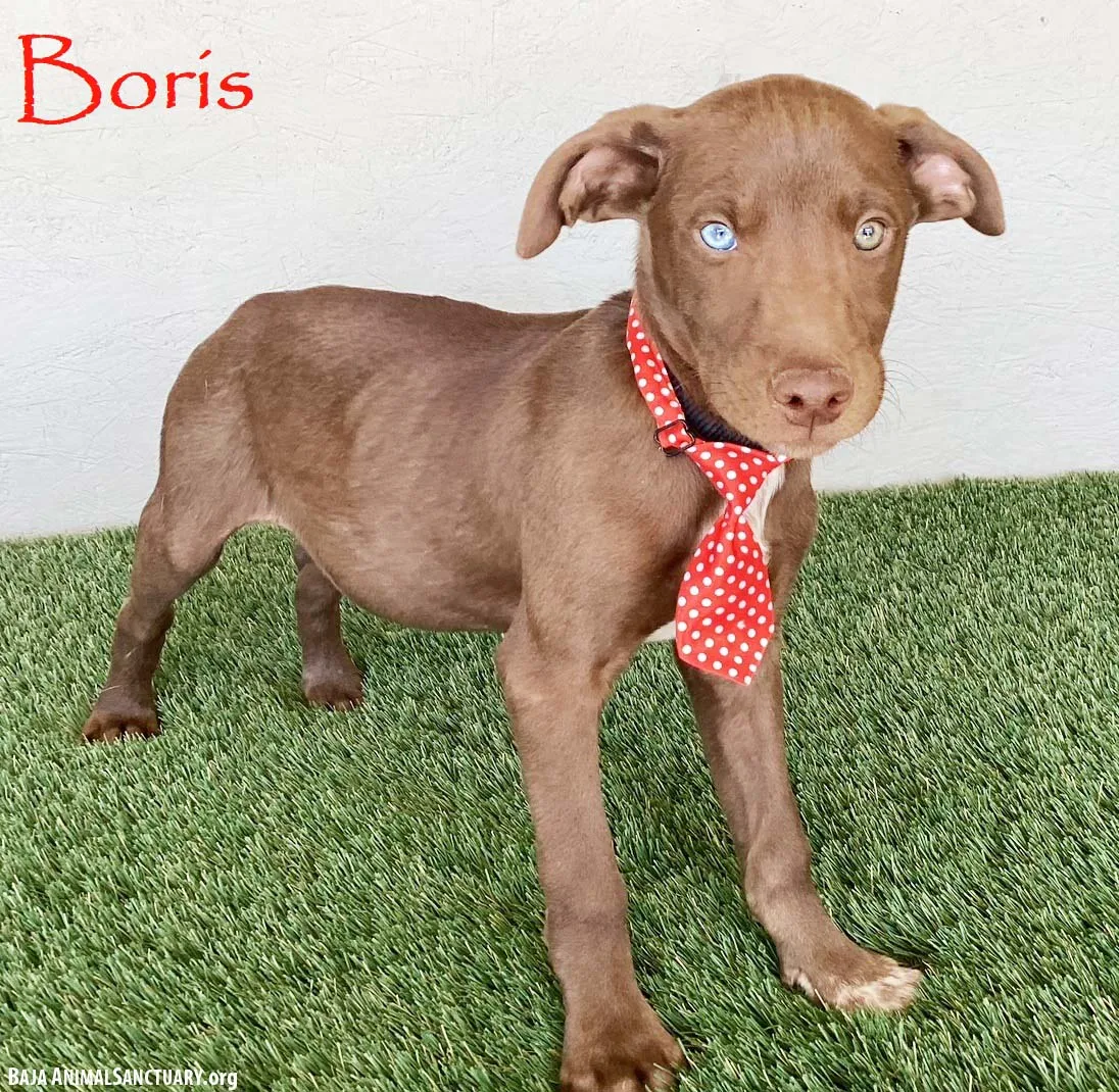 Boris - Photo 1