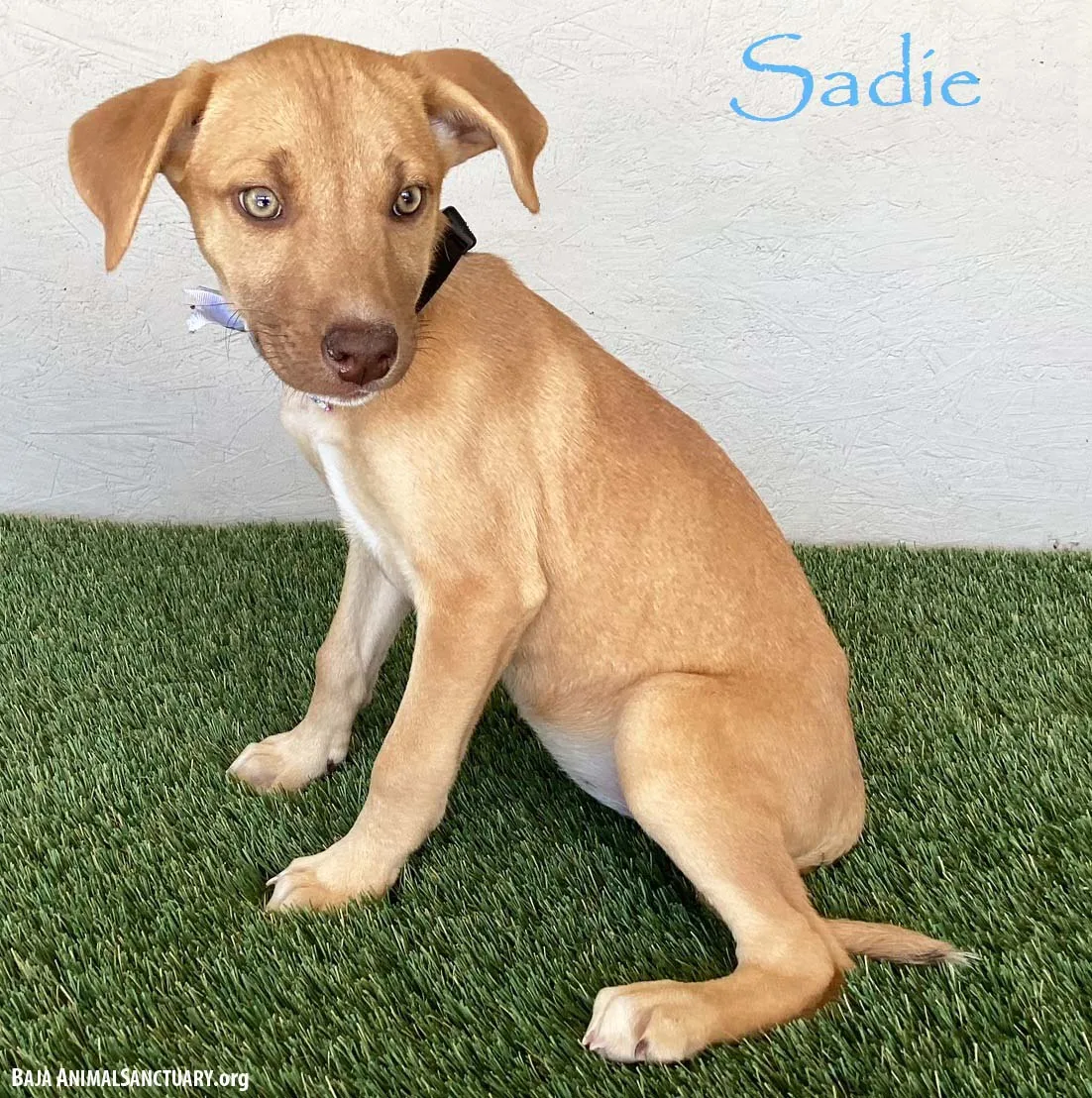 Sadie - Photo 1