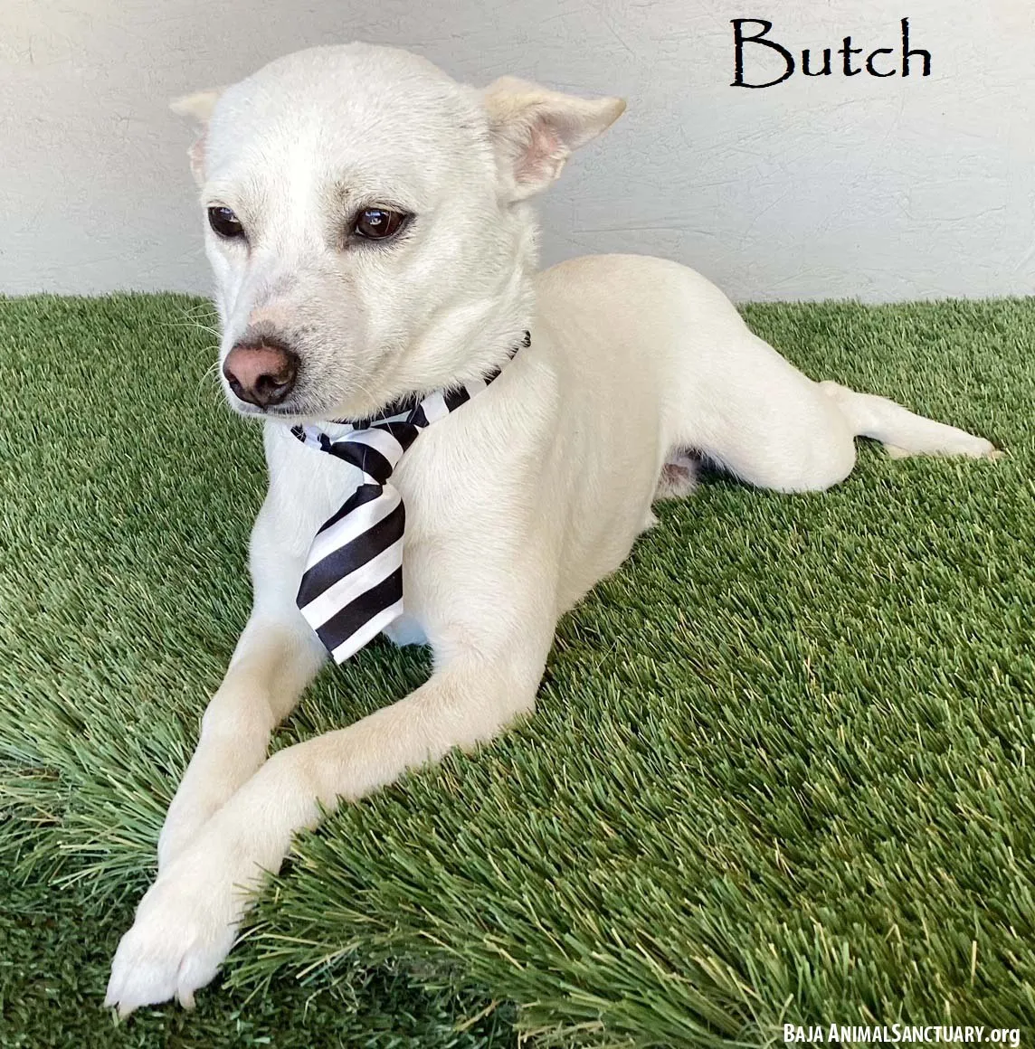 Butch - Photo 1