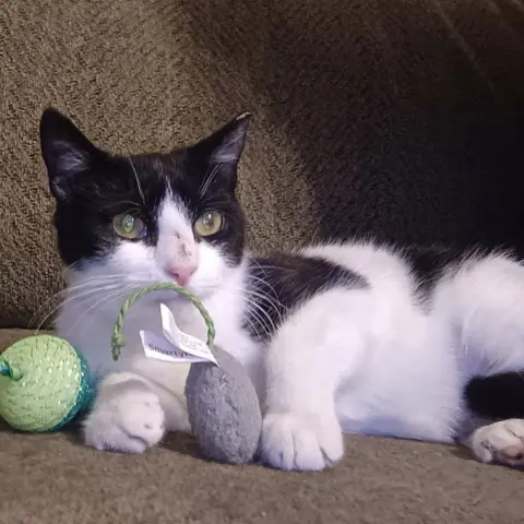 Milkshake thumbnail 2