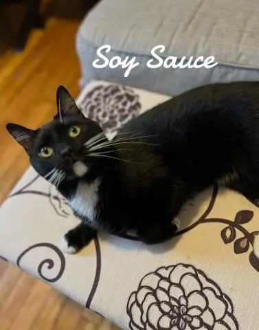 Soy Sauce