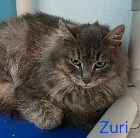 Zuri