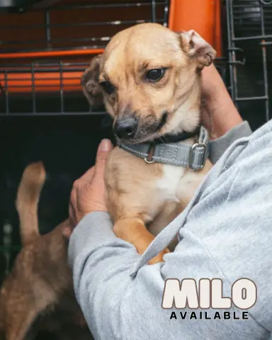 Milo