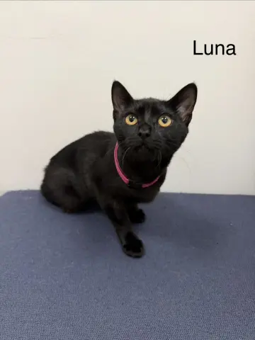 Luna