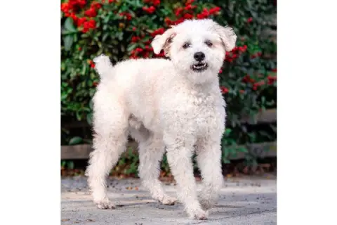 Bob Marley thumbnail 3