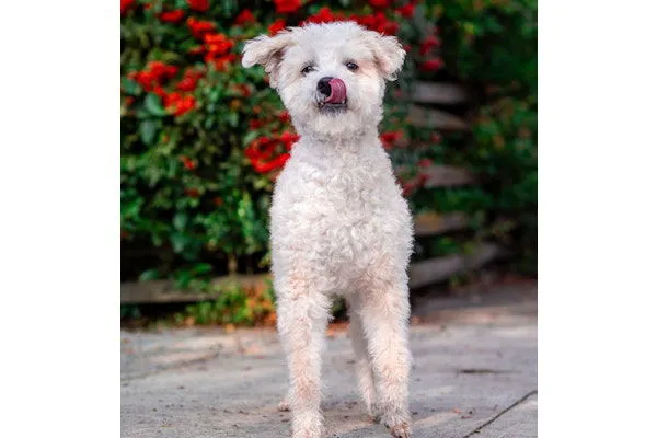 Bob Marley - Photo 4