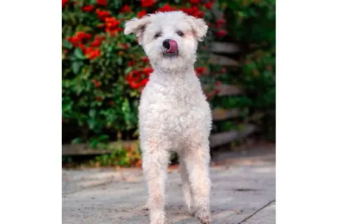 Bob Marley thumbnail 4