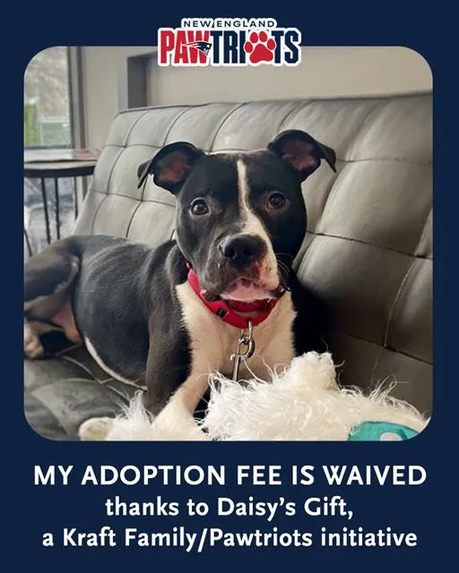 Elvis Pawsley - Photo 1