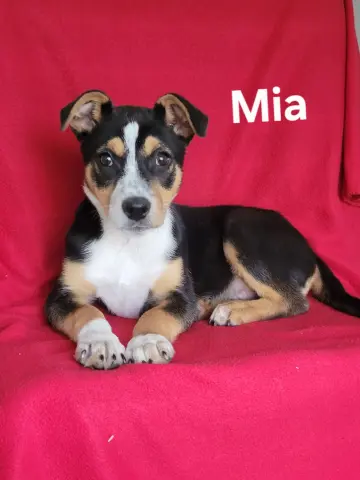 Mia