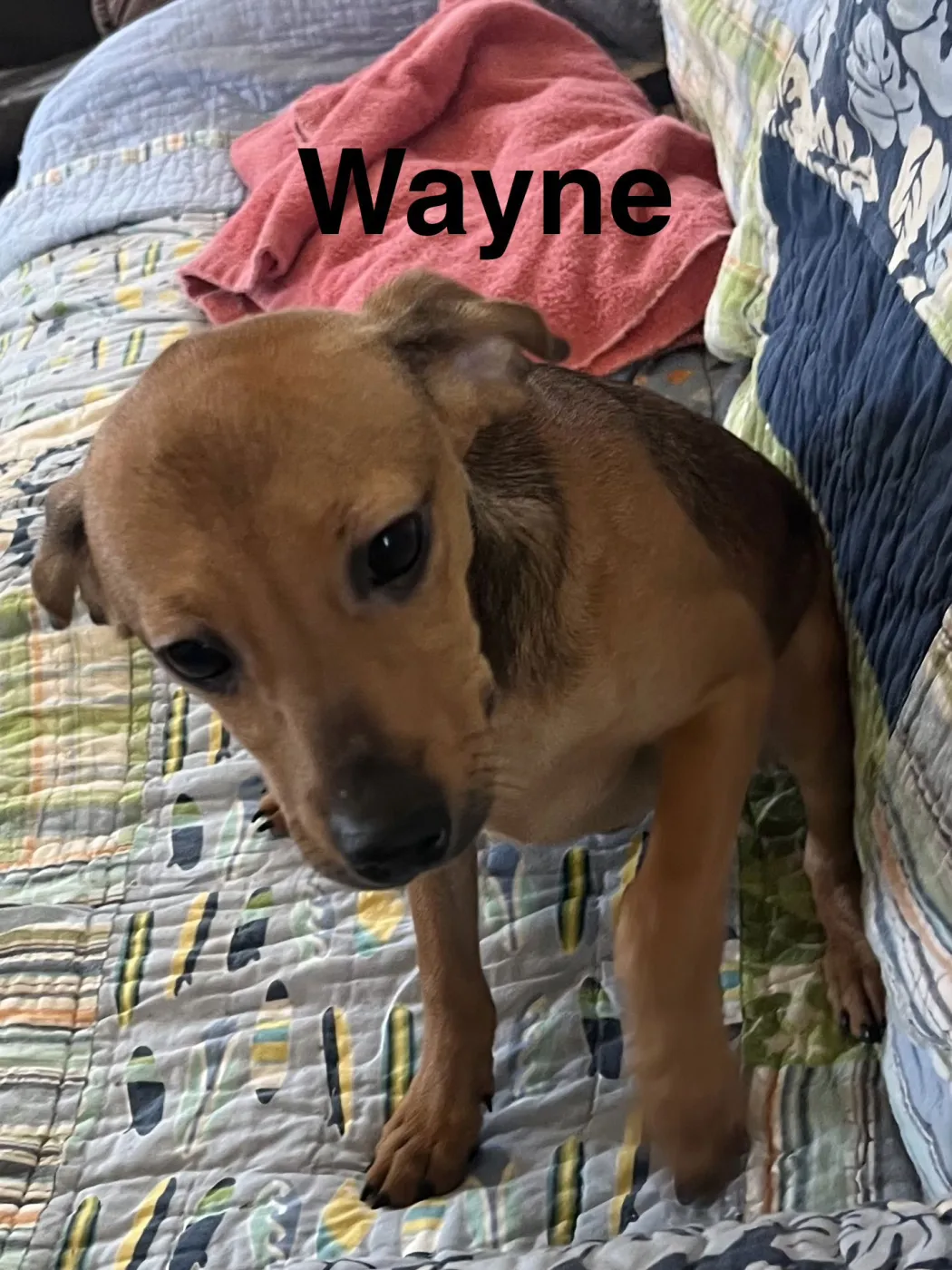 Wayne - Photo 3