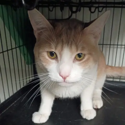 Theodore thumbnail 2