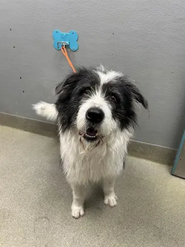 Sir William Charles Wilson I