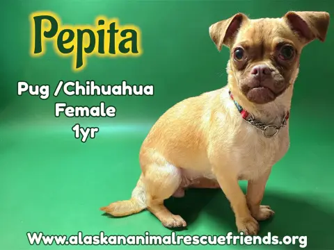 Pepita