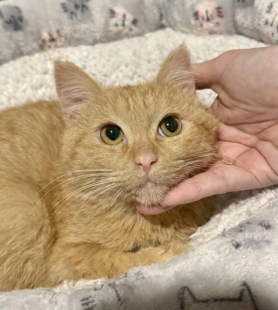 Paddington Beary - Photo 1