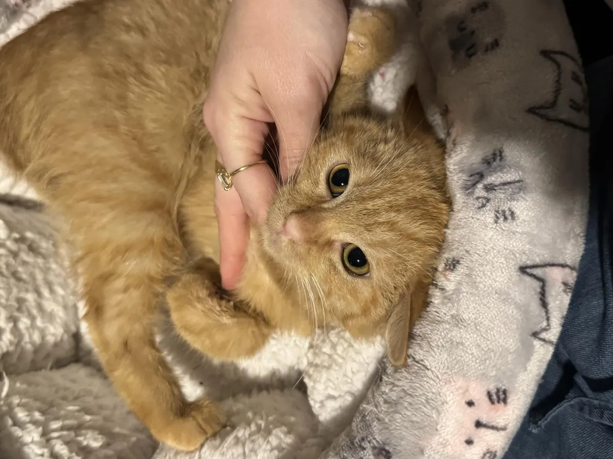 Paddington Beary - Photo 2