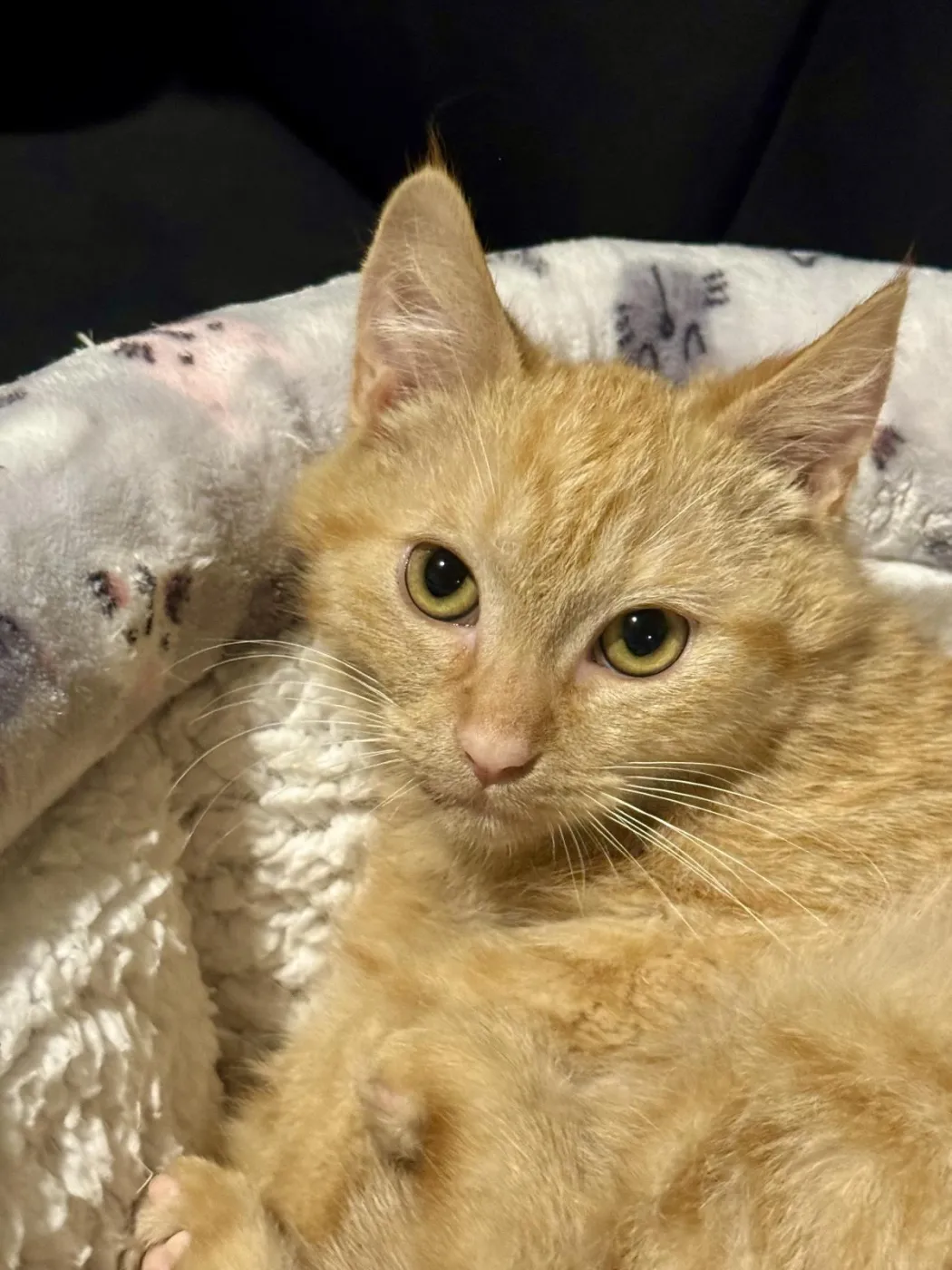 Paddington Beary - Photo 3