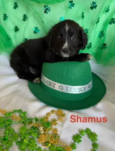 Shamus
