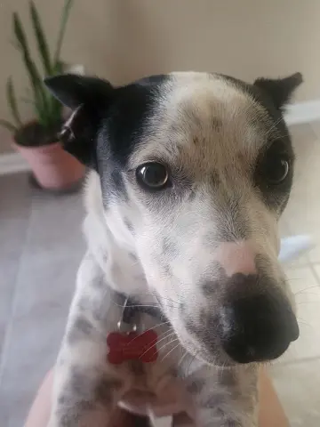 Ivory Ice thumbnail 3