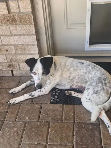 Ivory Ice thumbnail 4