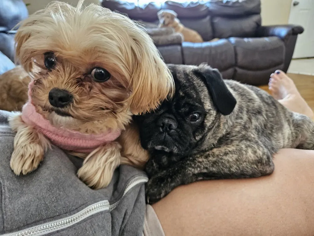 Sage & Sawyer - Photo 1