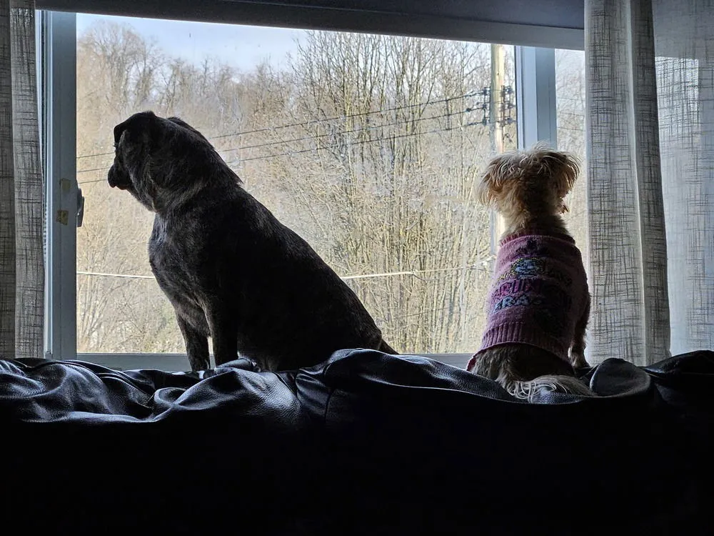 Sage & Sawyer - Photo 3