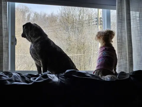 Sage & Sawyer thumbnail 3