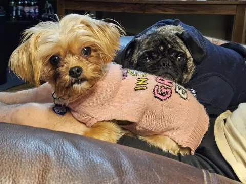 Sage & Sawyer thumbnail 4