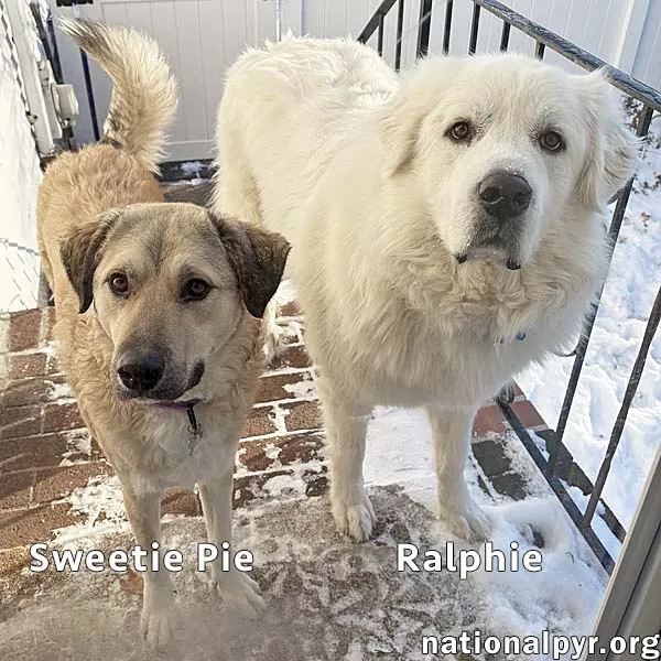 Sweetie Pie - Photo 1