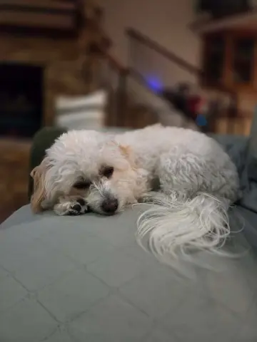 Portobello thumbnail 3