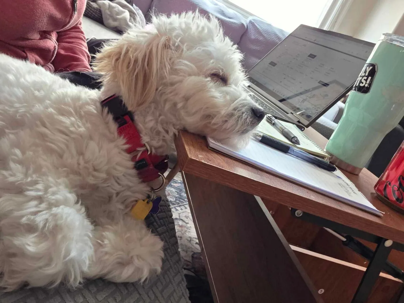 Portobello - Photo 4