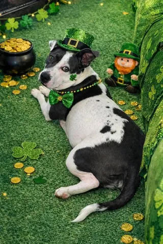 Carnation thumbnail 2